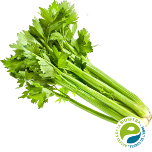 Apio - Diurético, Aromático y Clásico 🌿💚