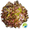 Lechuga Hoja de Roble