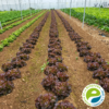 Lechuga Hoja de Roble - Imagen 2